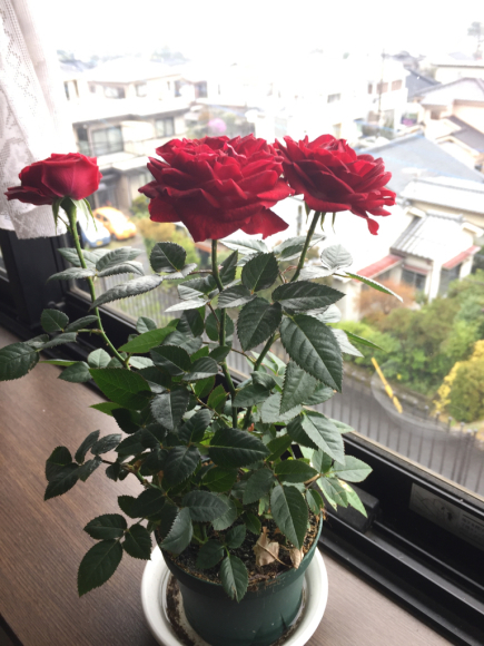 薔薇の花&#127801;_e0204193_10421845.jpg