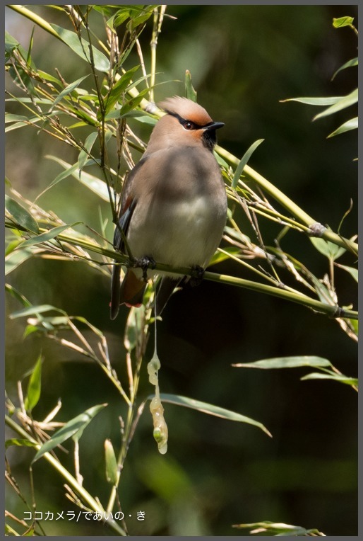 秋ヶ瀬公園-その①・ヒレンジャク編_c0336400_11124909.jpg