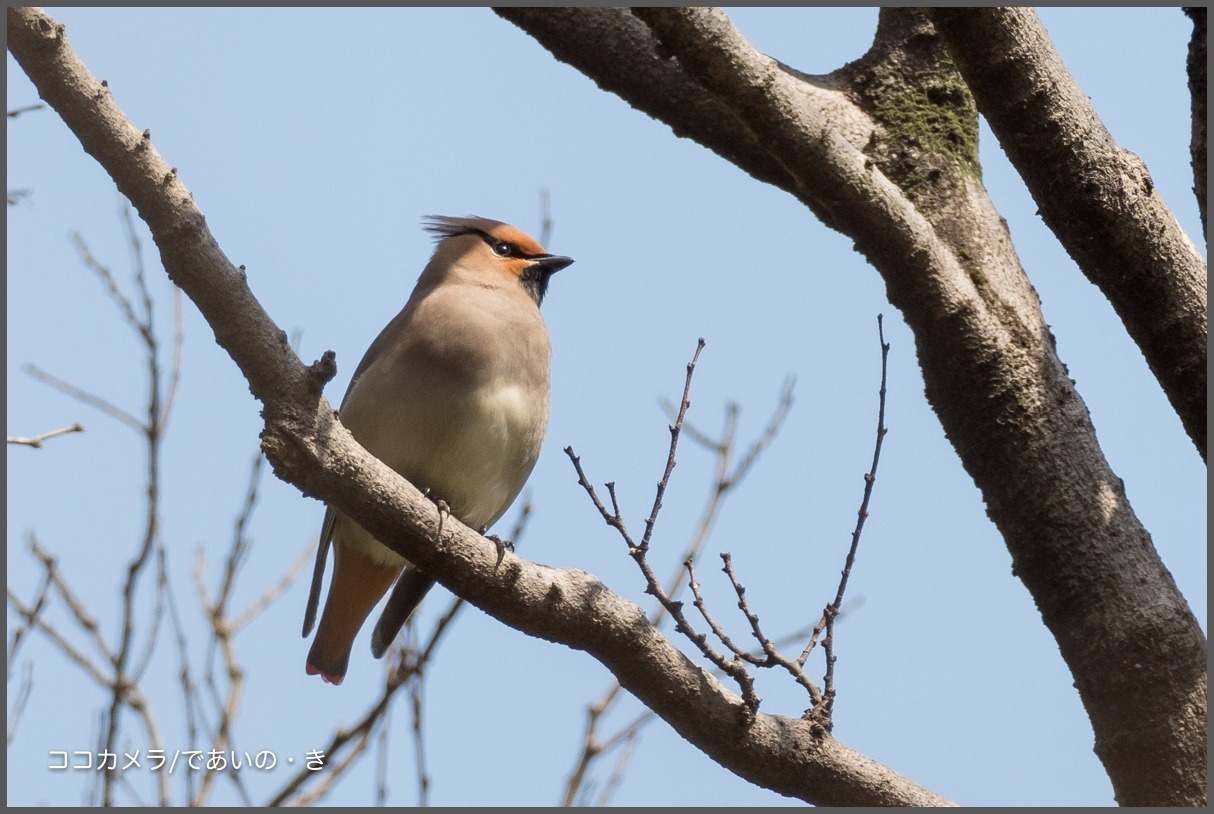 秋ヶ瀬公園-その①・ヒレンジャク編_c0336400_11340205.jpg