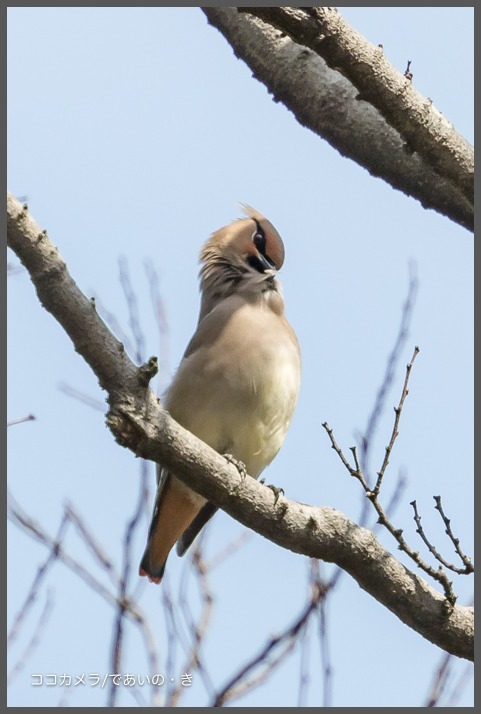 秋ヶ瀬公園-その①・ヒレンジャク編_c0336400_18551835.jpg