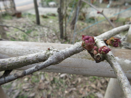 a0203003_20502391.jpg