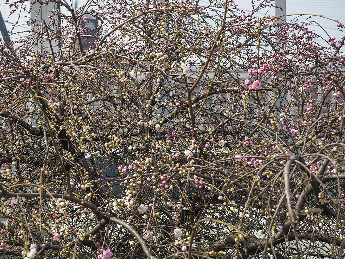 衣替え 3月25日(土) 5991_b0069507_7423326.jpg