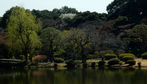 新宿御苑の花情報…2017/3/26_f0231709_22224481.png