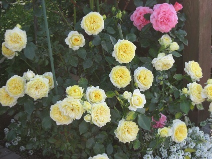 f0325309_16365500.jpg