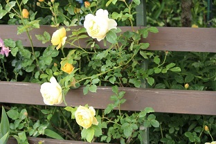 f0325309_16371014.jpg