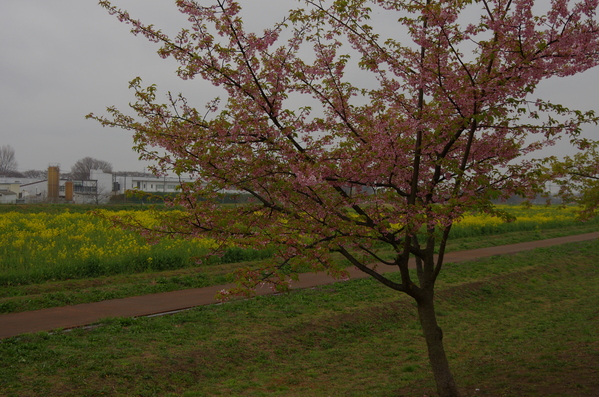 c0022113_1538231.jpg