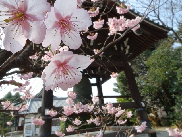 京都市内で一番早く咲く桜・・・？？ _e0033713_19174990.jpg