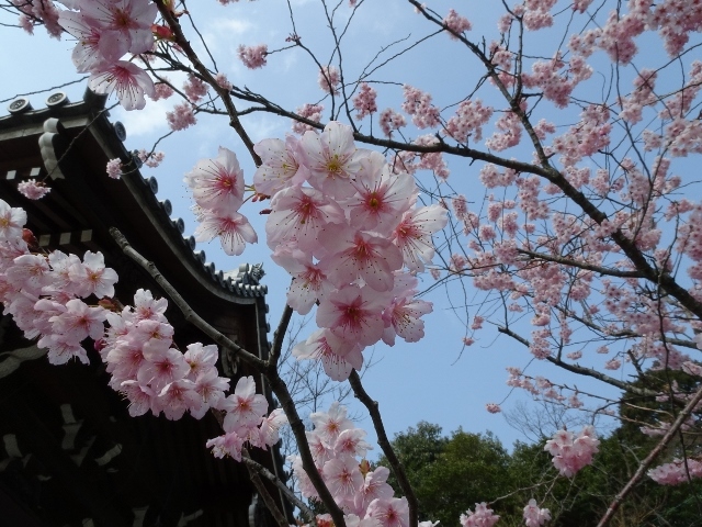 京都市内で一番早く咲く桜・・・？？ _e0033713_19175540.jpg