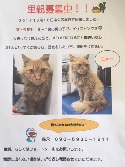 長毛茶トラくんの里親募集とmikoトートとjouetポーチとrizkaスカートとマドレーヌ状況といただきもの ひよこ雑貨店 4冊目
