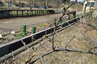 能登さくら駅「桜情報」_e0081218_23485365.jpg