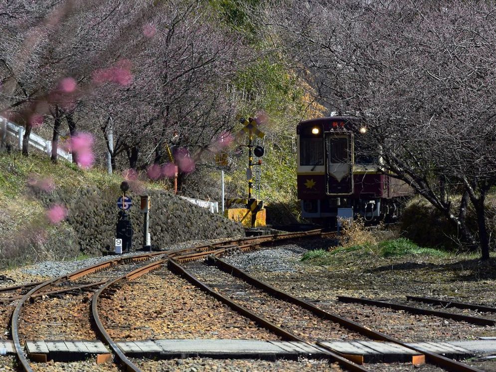 渡良瀬渓谷鐡道・・・ハナモモ未満(^-^;_a0031821_11000501.jpg