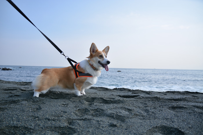こいぬの小さな旅 海と桜_d0102523_1501548.jpg