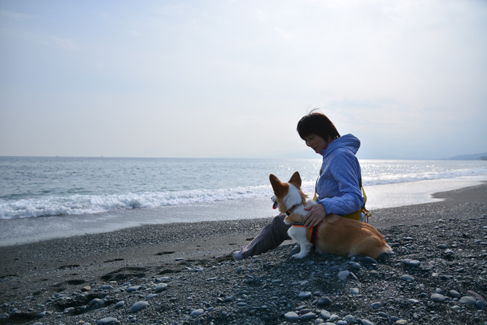 こいぬの小さな旅 海と桜_d0102523_1503388.jpg