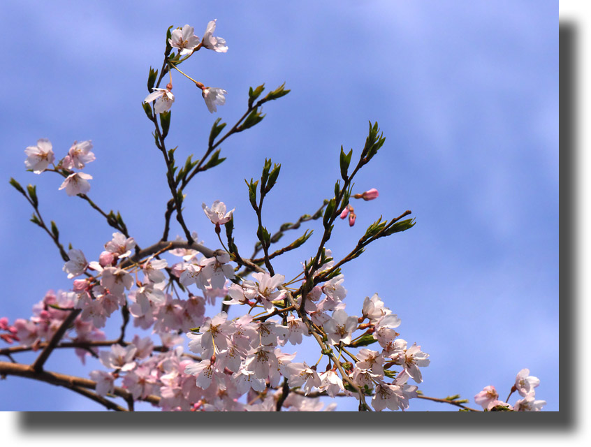 枝垂れ桜_c0121824_13182320.jpg