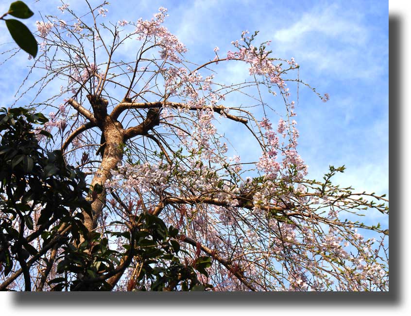 枝垂れ桜_c0121824_13183927.jpg