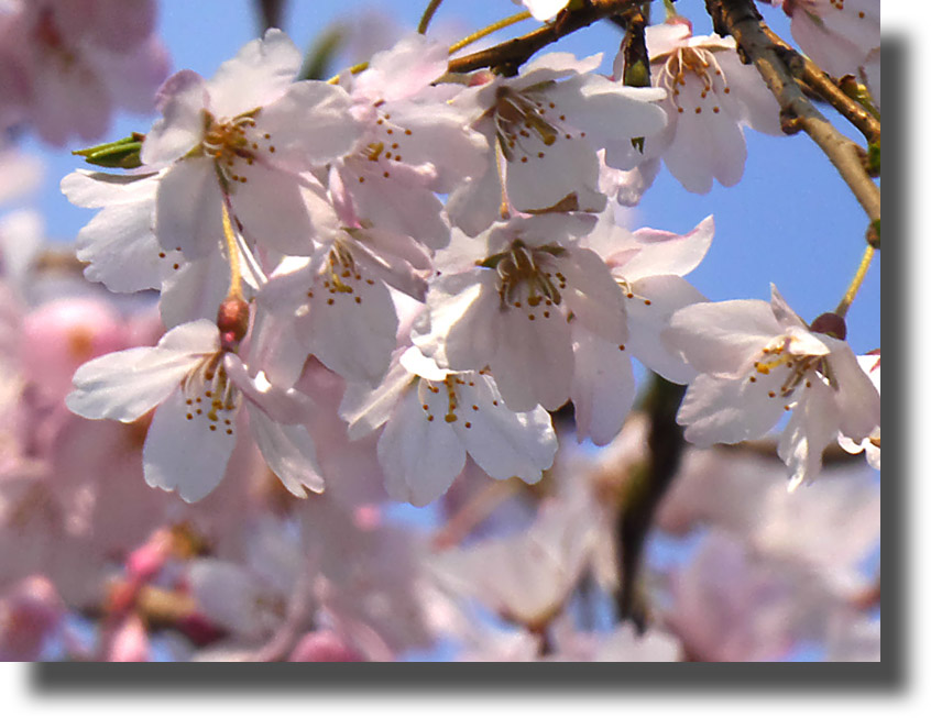 枝垂れ桜_c0121824_1318521.jpg