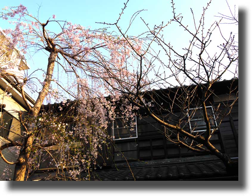 枝垂れ桜_c0121824_13185210.jpg