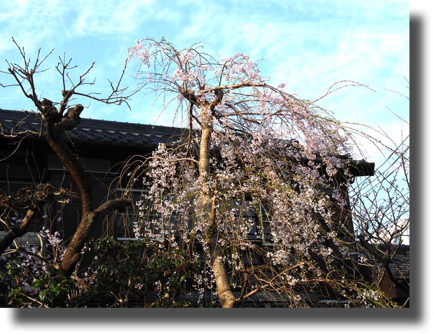 枝垂れ桜_c0121824_131979.jpg