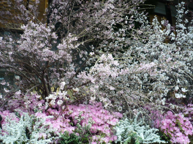 梅は咲いたか桜はまだかいな🎵_e0195325_16524179.jpg