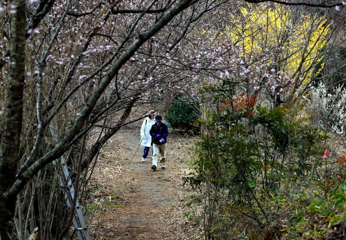 福島市渡利　「花見山の花」_d0106628_08221705.jpg