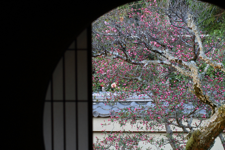 春の雲龍院（泉涌寺塔頭）（前編）_b0169330_10493311.jpg