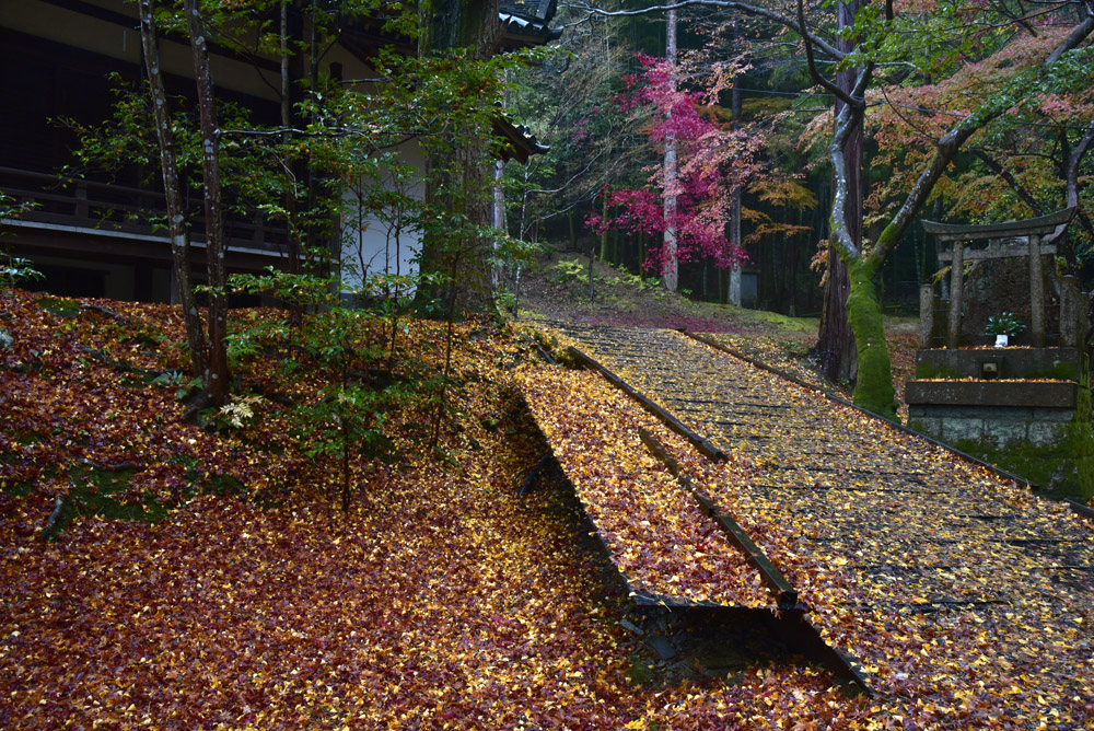 今熊野観音寺、散り紅葉_e0367330_4385630.jpg