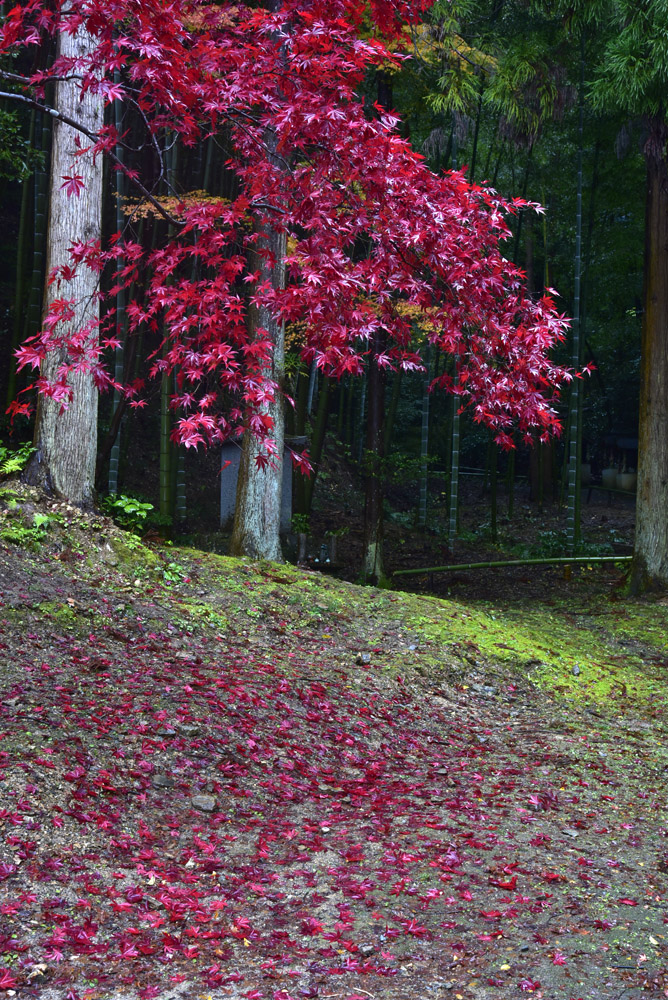 今熊野観音寺、散り紅葉_e0367330_4391640.jpg