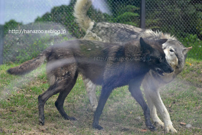 麗しき東山の母 ソニア 今日ものんびり動物園 麗しき東山の母 ソニア 今日ものんびり動物園