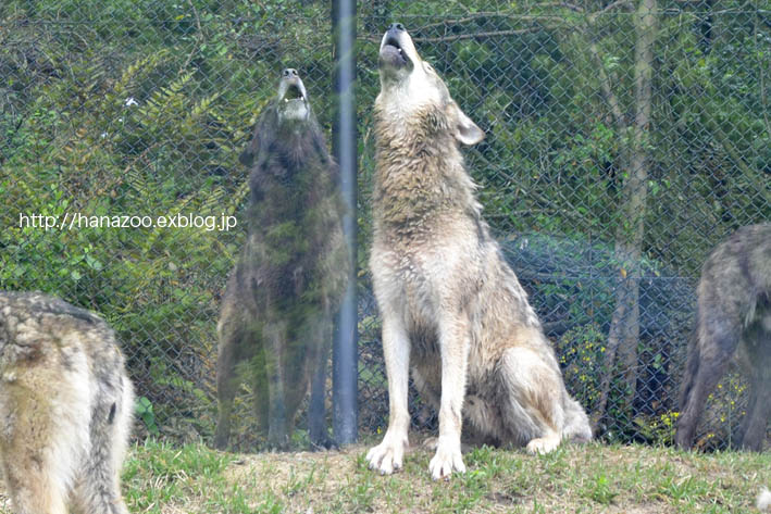 麗しき東山の母 ソニア 今日ものんびり動物園 麗しき東山の母 ソニア 今日ものんびり動物園