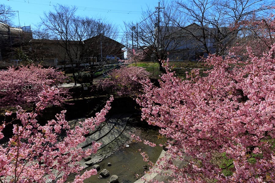 京のさくら2017 淀水路の河津桜_b0325840_20164535.jpg