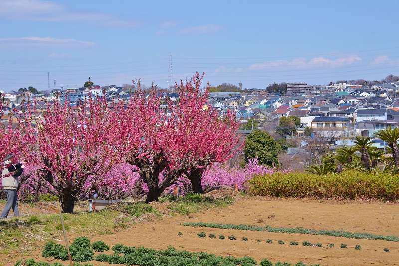 花桃の丘_e0095142_2048487.jpg