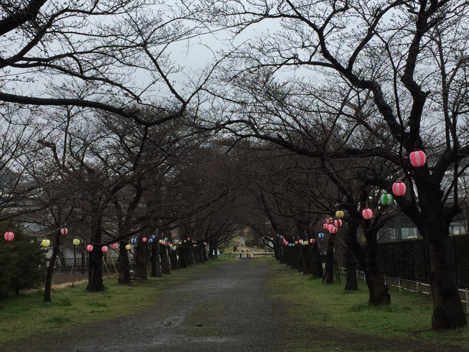 今年も・・「夢の遊歩道」の桜が・・_b0288354_16300076.jpg