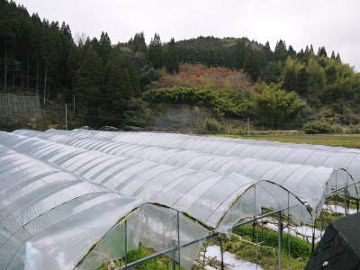 甘熟イチジク 匠の剪定作業2017 枝の下から新しい芽を芽吹かせます!_a0254656_17453163.jpg