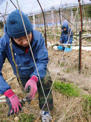 山あいの甘熟イチジク 匠の剪定作業2023 確実に実る弱い枝を芽吹かせ育てる匠の技_a0254656_18295613.jpg