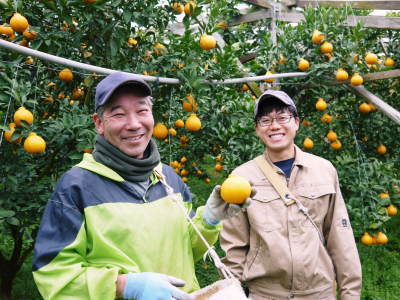 甘熟イチジク 匠の剪定作業2017 枝の下から新しい芽を芽吹かせます!_a0254656_18325777.jpg