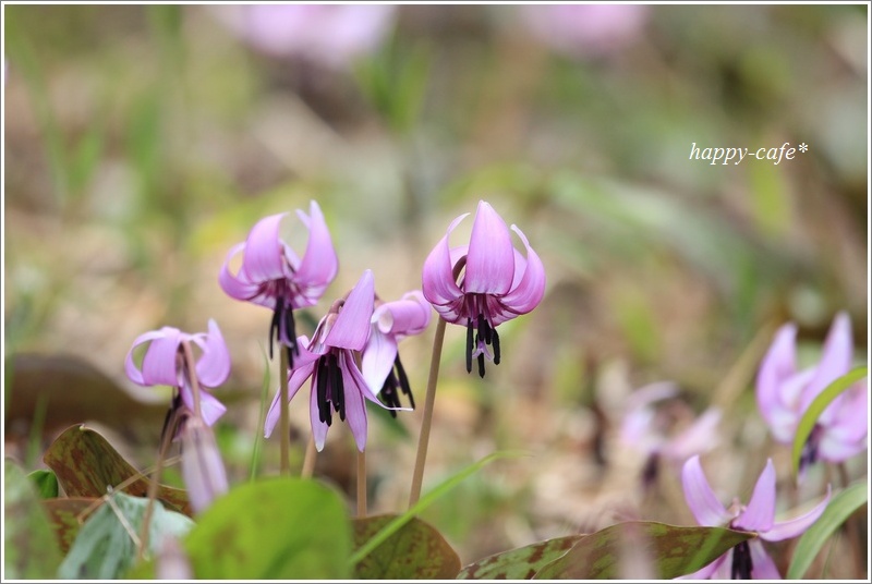 春の妖精～カタクリの花～♪　（2016年）_a0167759_1312835.jpg