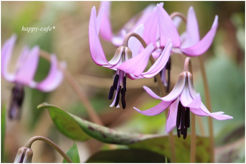 春の妖精～カタクリの花～♪　（2016年）_a0167759_13184286.jpg