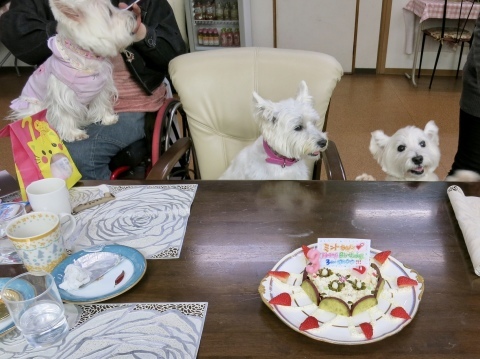 「ミントちゃんの誕生日」と「はち君の一周忌」_f0363961_16313772.jpeg
