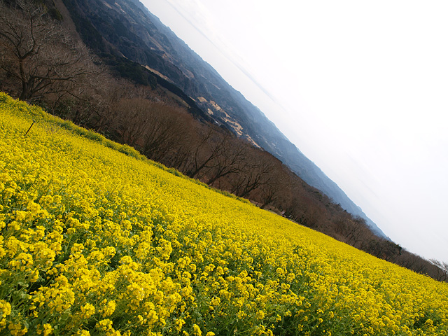 マザー牧場の菜の花 ひつじの大行進 3 25 わが愛しのxxx