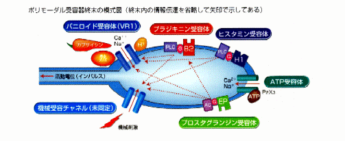 慢性痛の最新研究は脳科学_b0052170_17574328.gif
