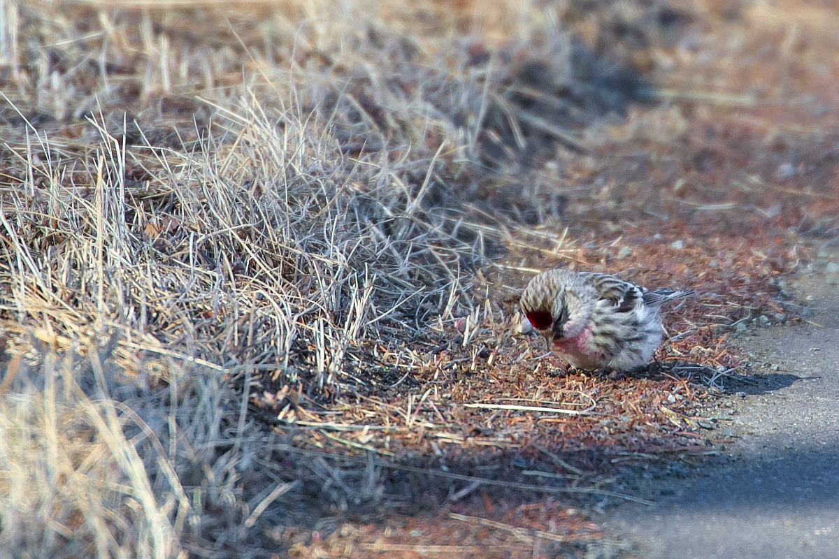 カラマツの枝中のベニヒワ_d0125872_21071645.jpg