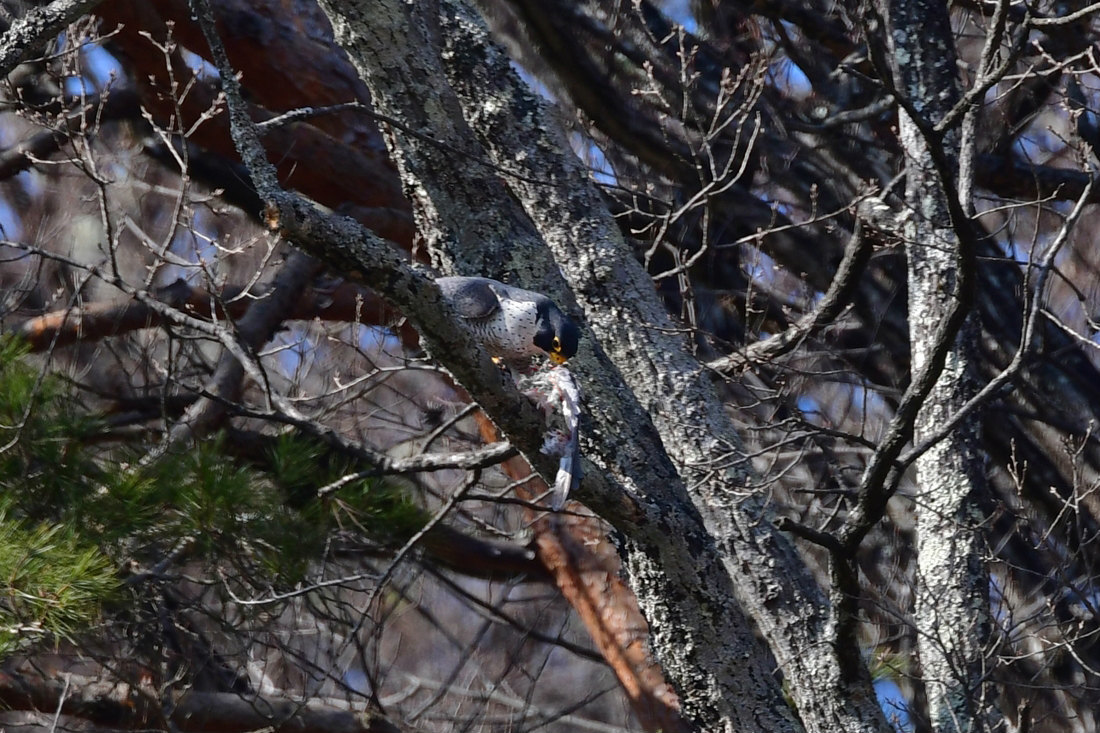 落としちゃった〜 ハヤブサ_f0053272_23032314.jpg