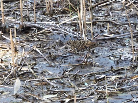 ウミアイサ雄3羽ほか★先週末の鳥類園(2017.3.25~26)_e0046474_18172668.jpg