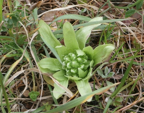 ふきのとうと春野菜の種まき_f0018078_18443357.jpg