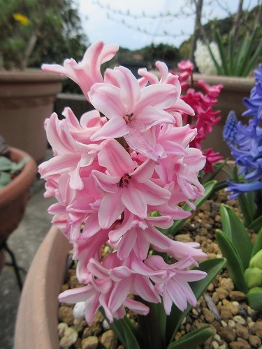 ヒヤシンス様 ヒヤシンス ローマン系ヒヤシンス ピンク 分球球根 小×10個＃C