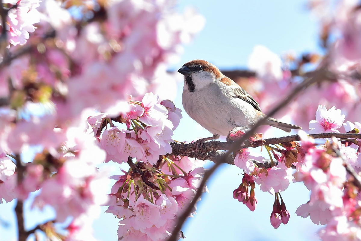 大寒桜 おおかんざくら とニュウナイスズメ Waterfront