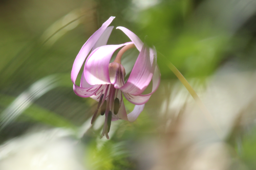 花冷えの里山にて_b0223592_11512785.png