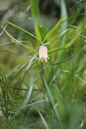 花冷えの里山にて_b0223592_12194667.png