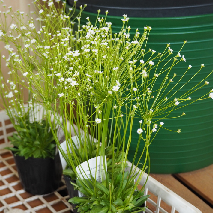 寄せ植え向きのお花が入荷①_a0292194_14235089.jpg