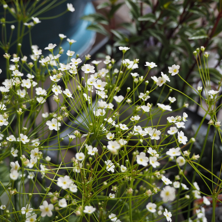 寄せ植え向きのお花が入荷①_a0292194_14244324.jpg